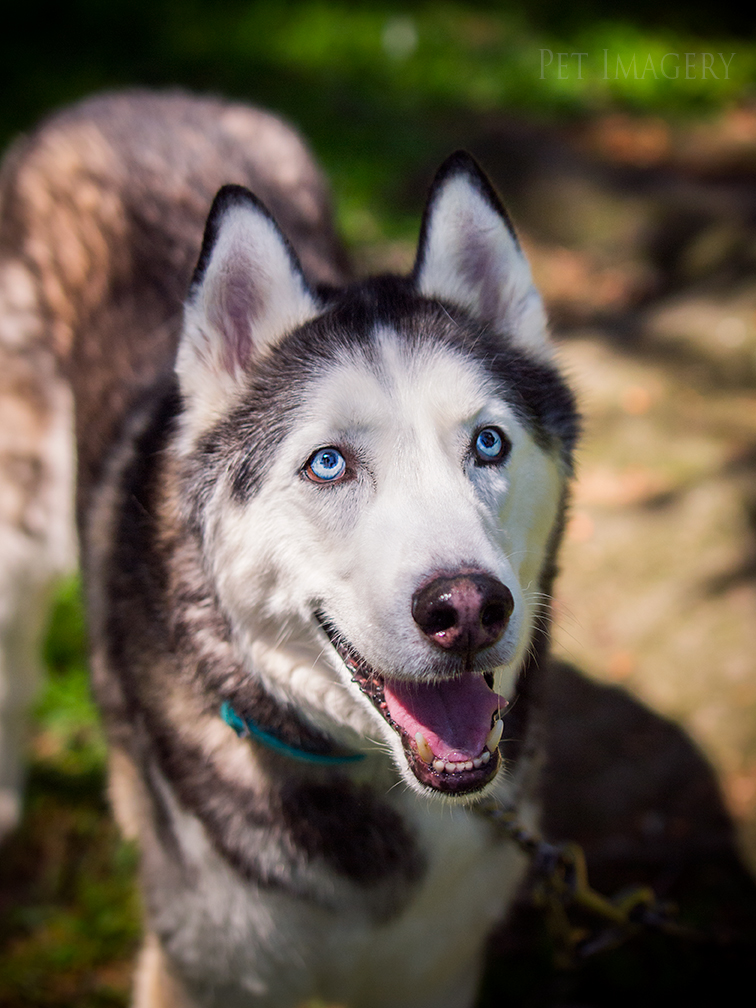 best pet photography kaplan