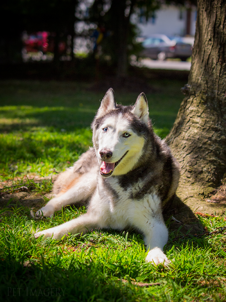 best pet photography kaplan