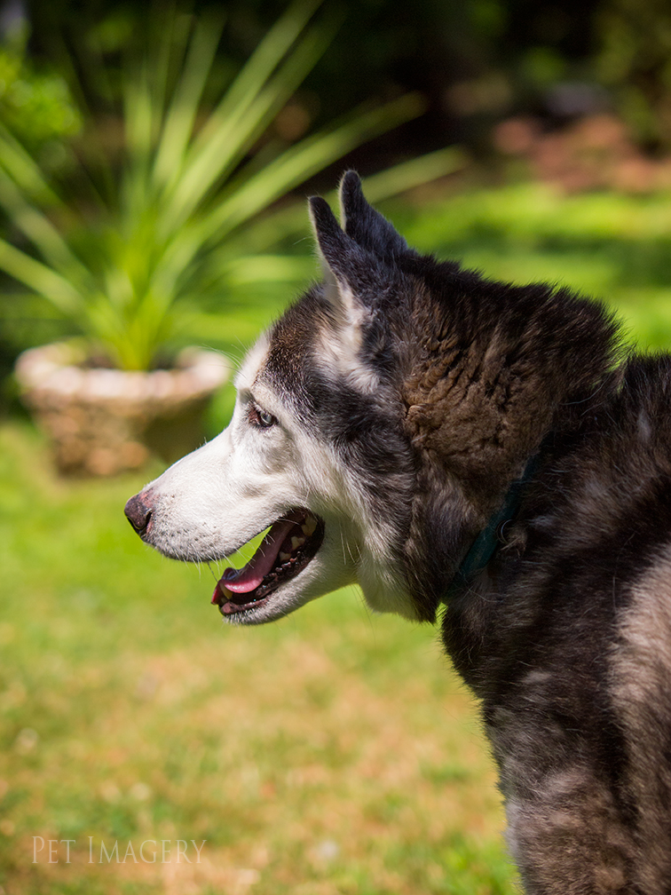 best pet photography kaplan