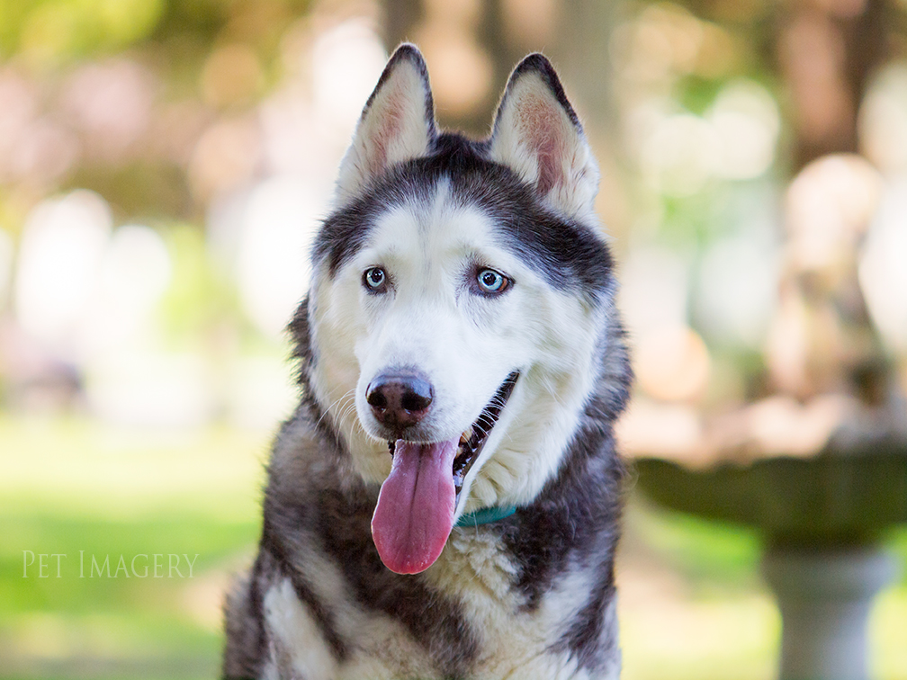 best pet photography kaplan