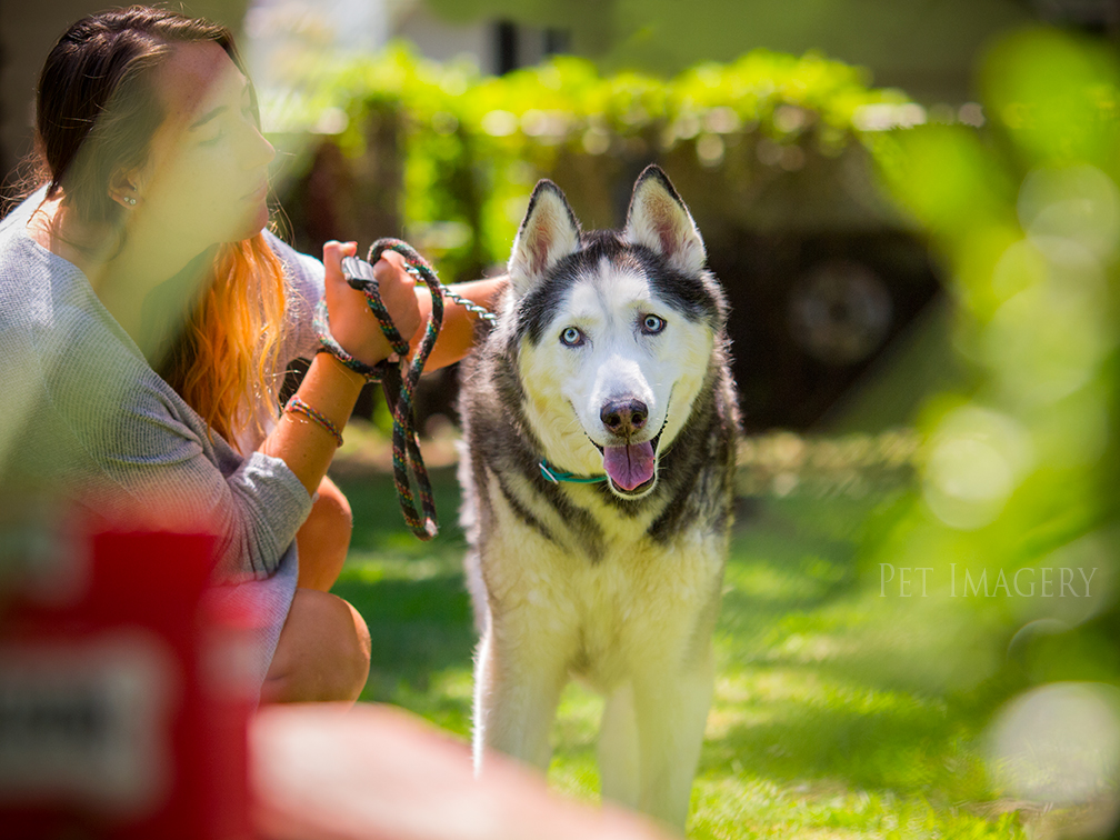 best pet photography kaplan
