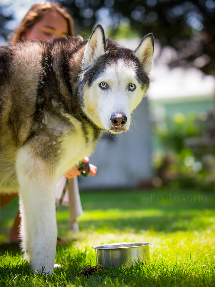 best pet photography kaplan