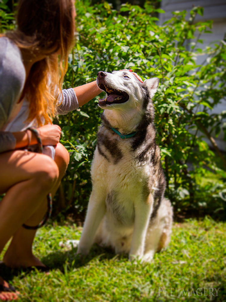 best pet photography kaplan