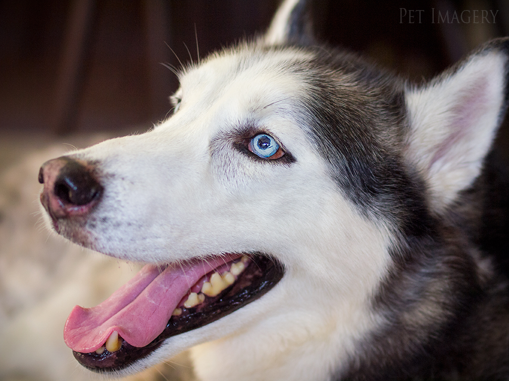 best pet photography kaplan