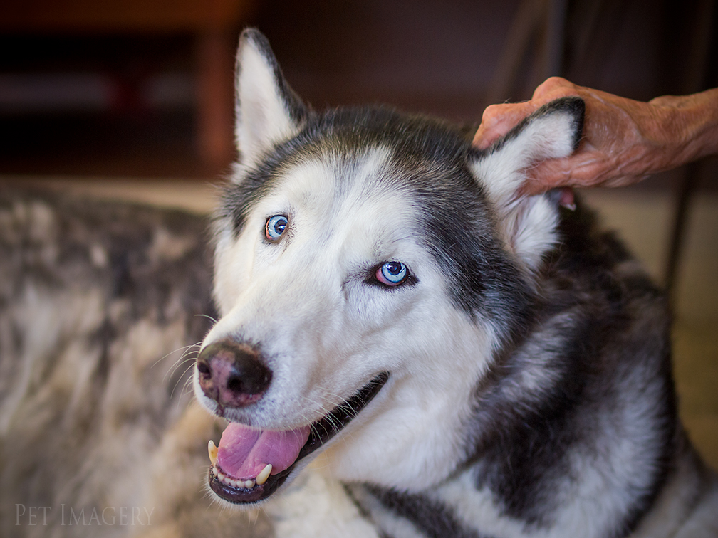 best pet photography kaplan