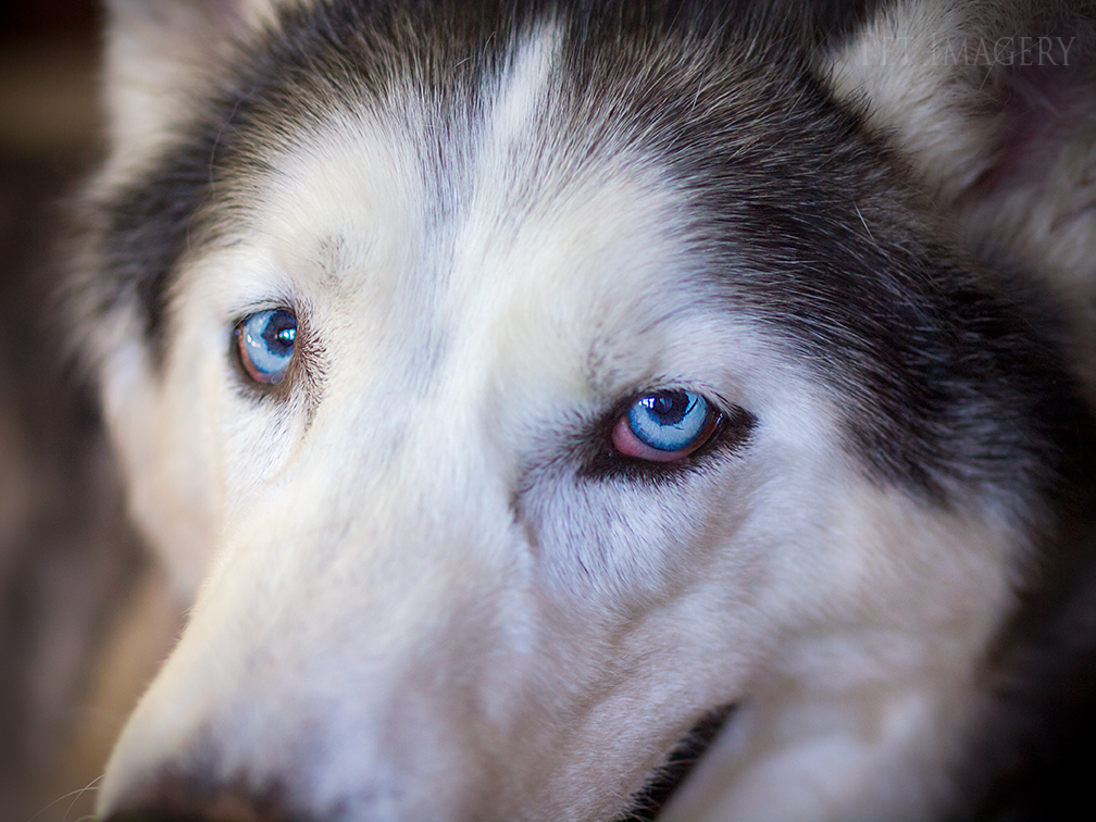 best pet photography kaplan