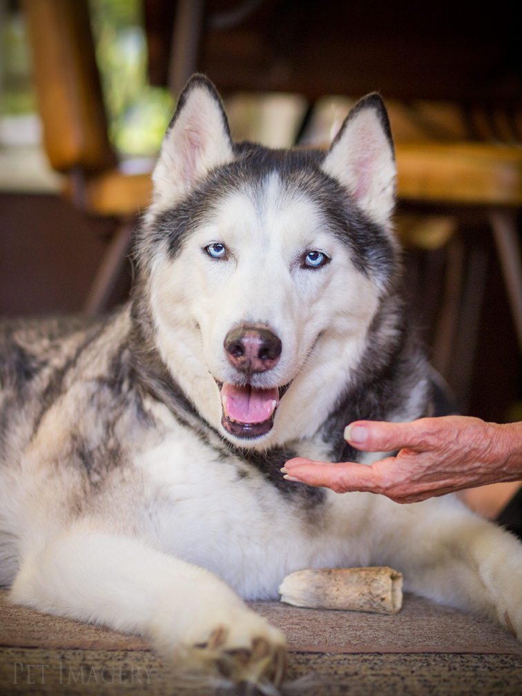 best pet photography kaplan