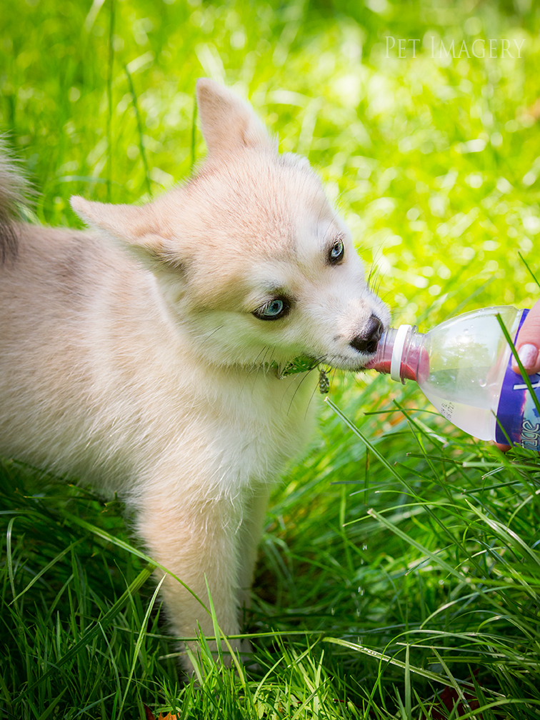 new pet photography kaplan