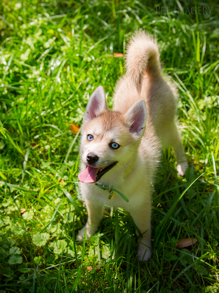 new pet photography kaplan