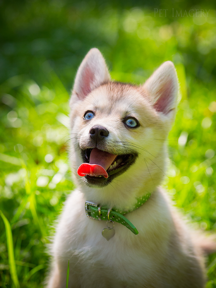 new pet photography kaplan