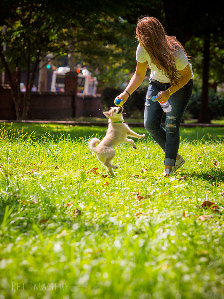 new pet photography kaplan