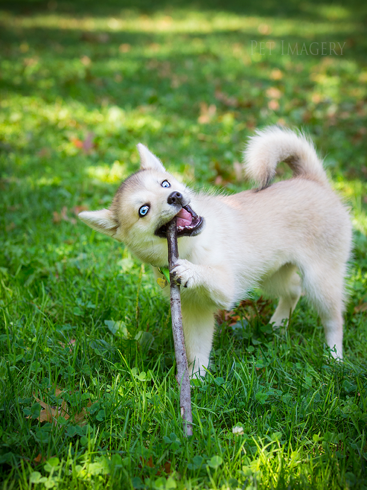 new pet photography kaplan