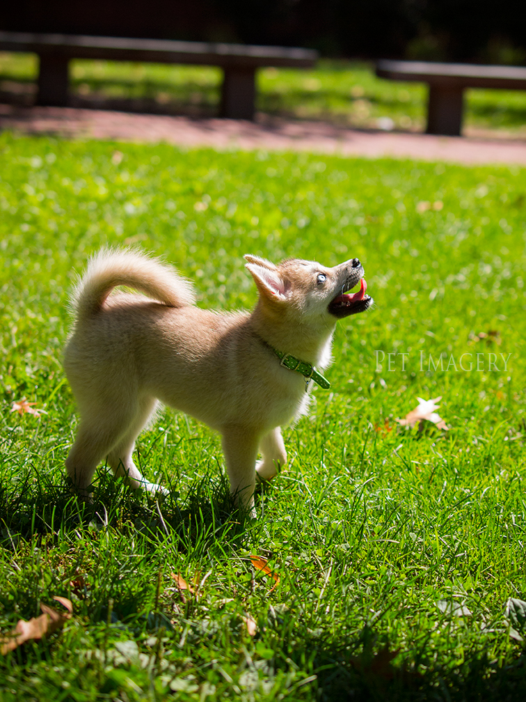 new pet photography kaplan