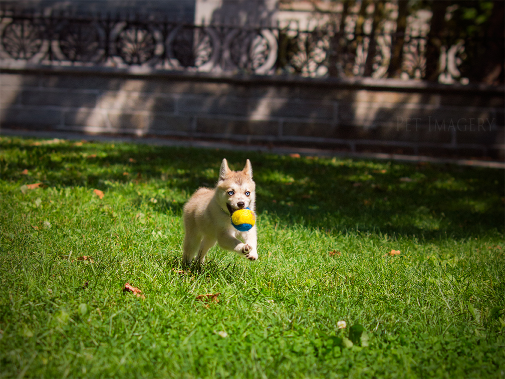 new pet photography kaplan