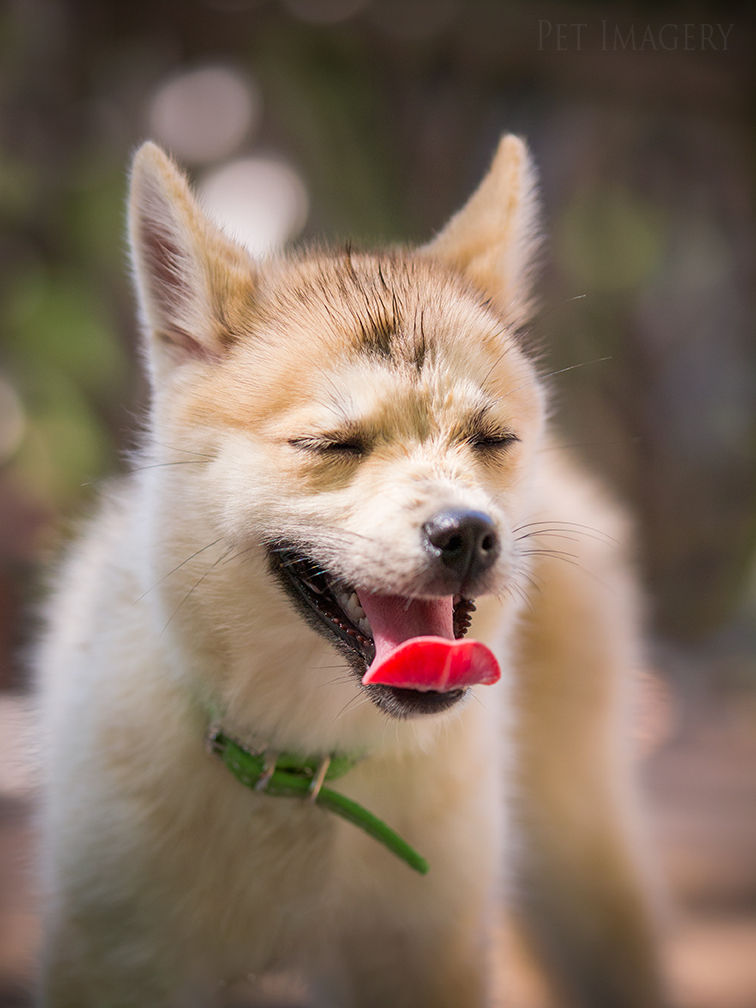 new pet photography kaplan