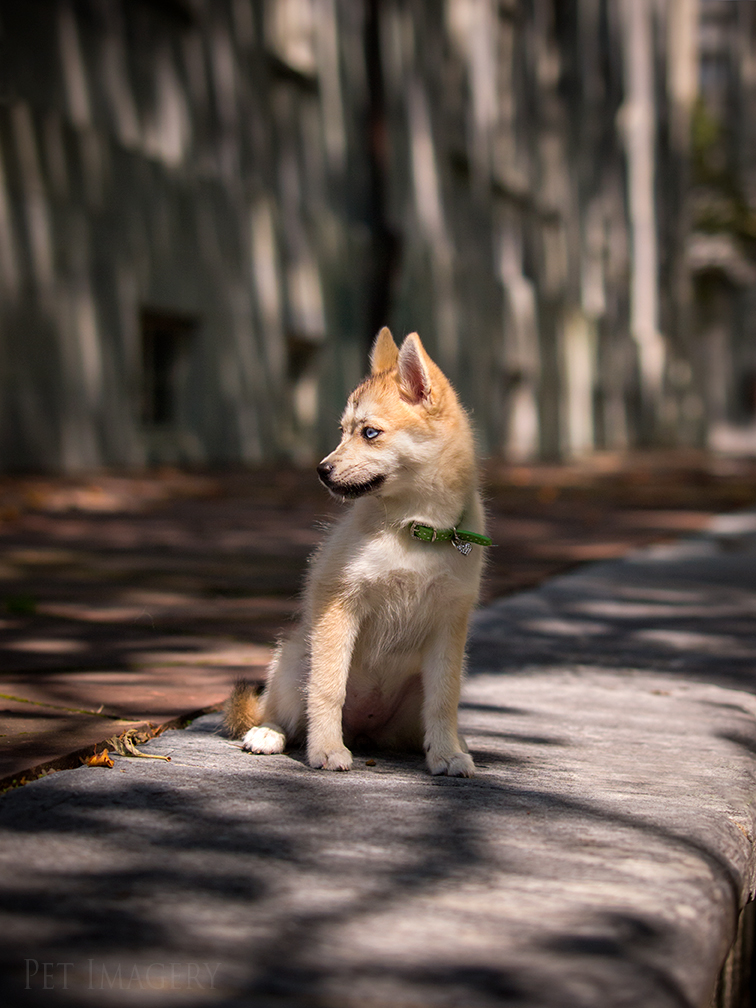 new pet photography kaplan