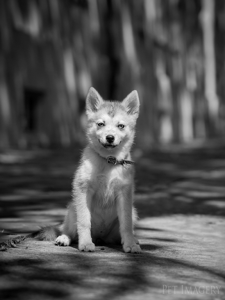 new pet photography kaplan