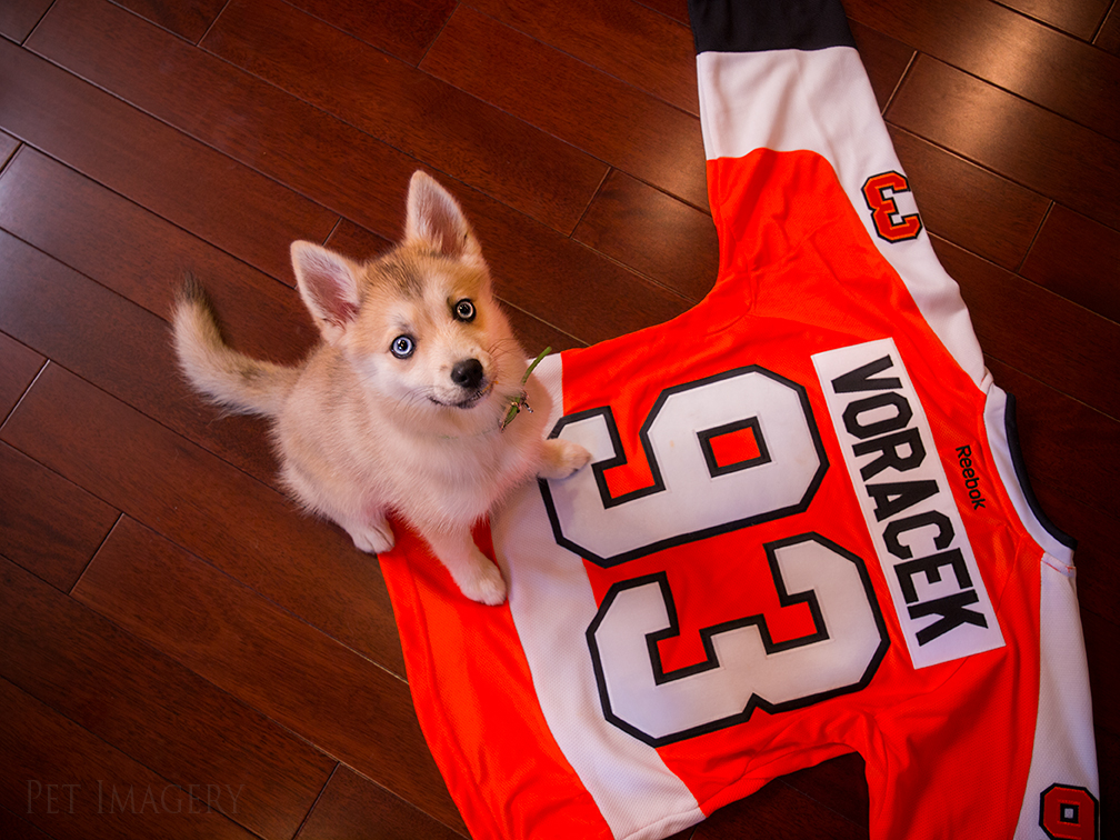 new pet photography kaplan