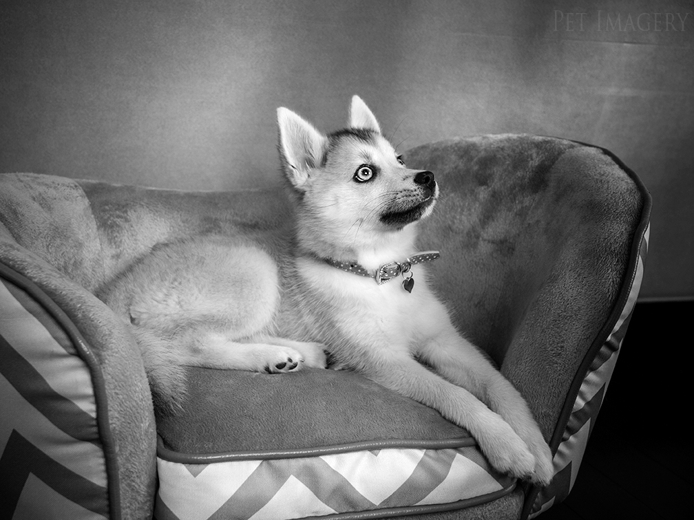 new pet photography kaplan