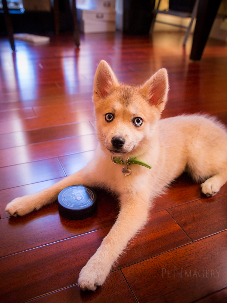 new pet photography kaplan