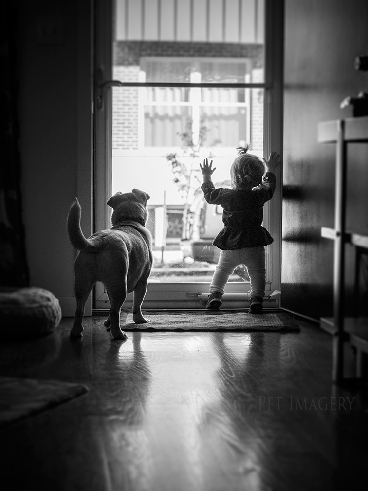 best pet photography kaplan