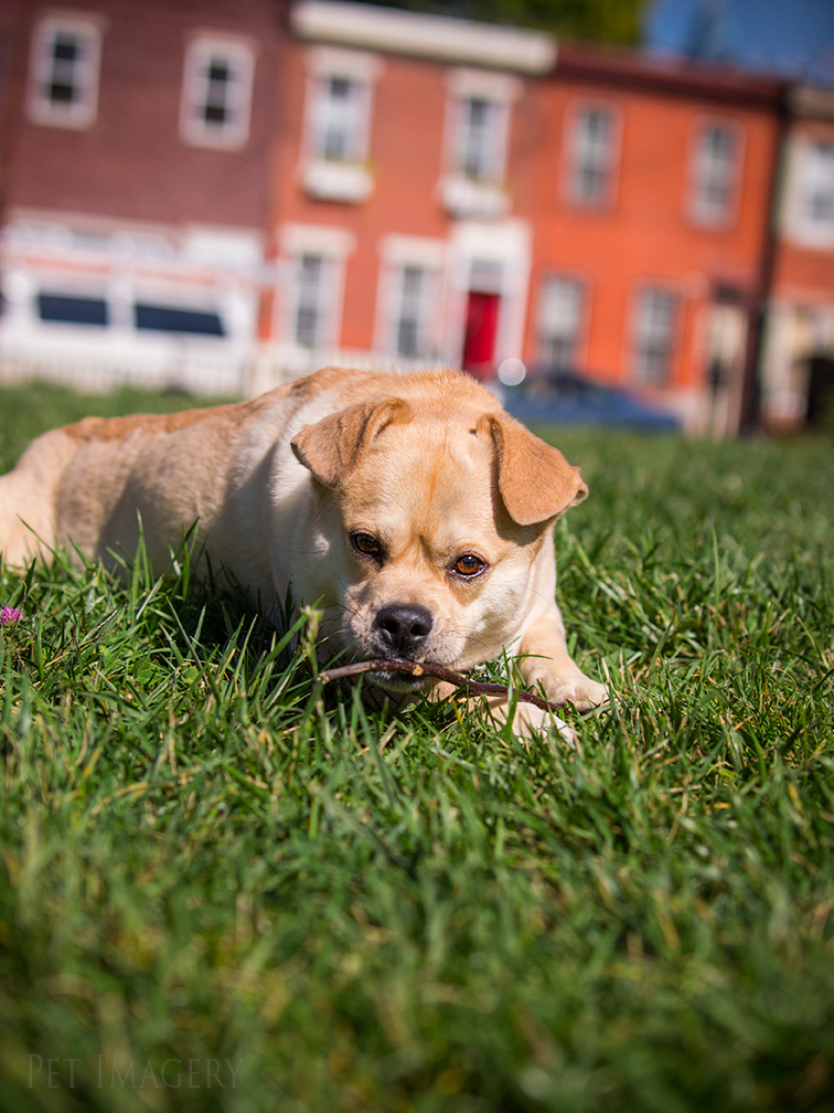 best pet photography kaplan