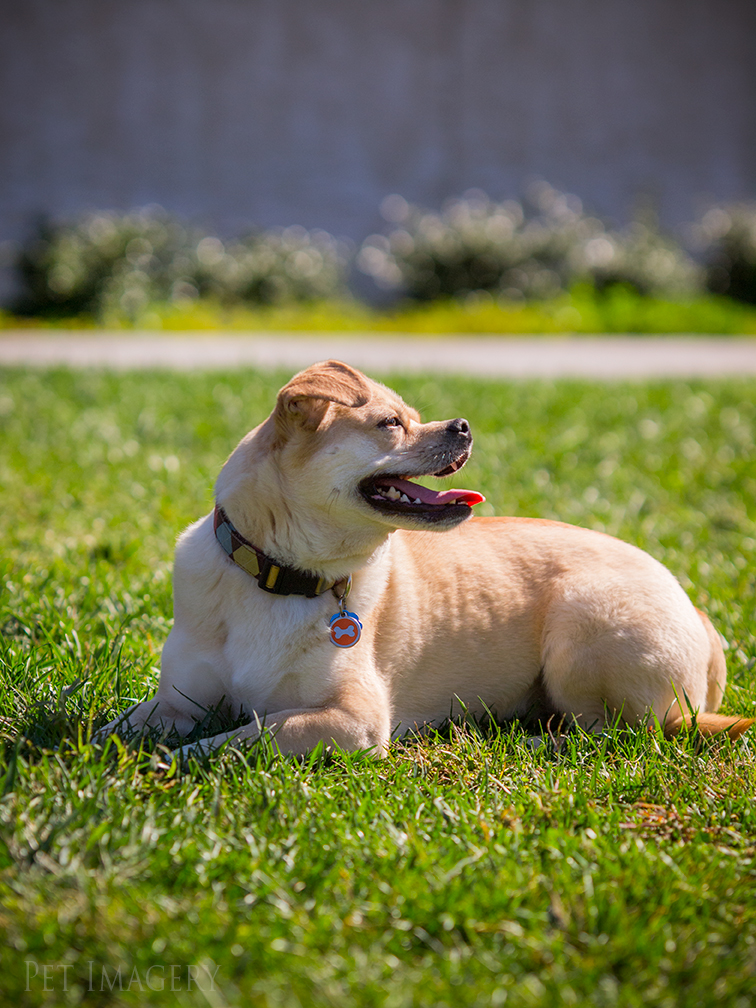 best pet photography kaplan