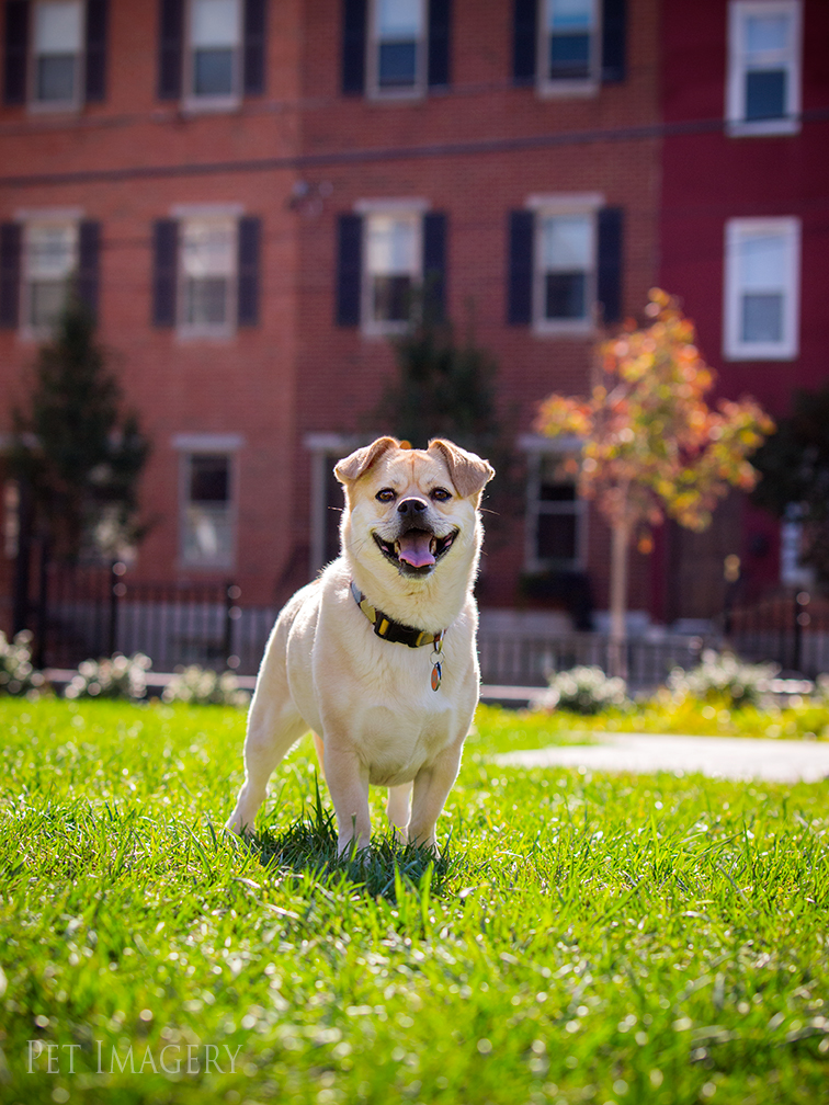 best pet photography kaplan