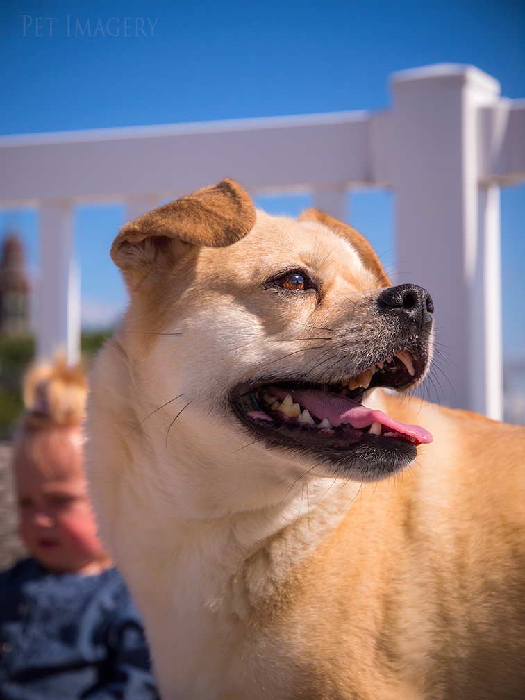 best pet photography kaplan