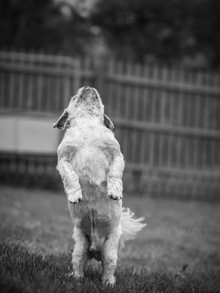 best pet photography kaplan