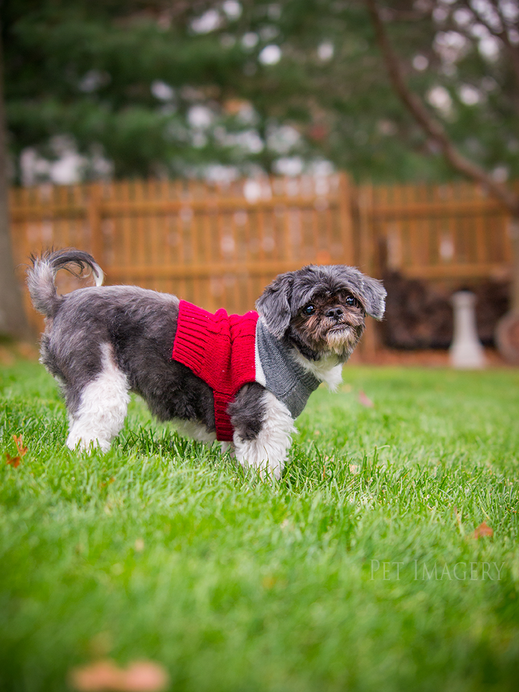 best pet photography kaplan