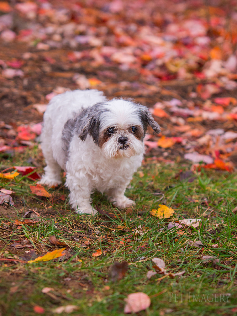 best pet photography kaplan