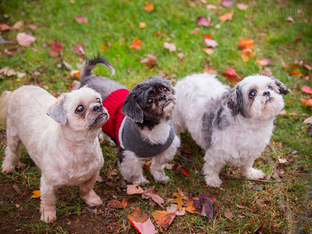 best pet photography kaplan