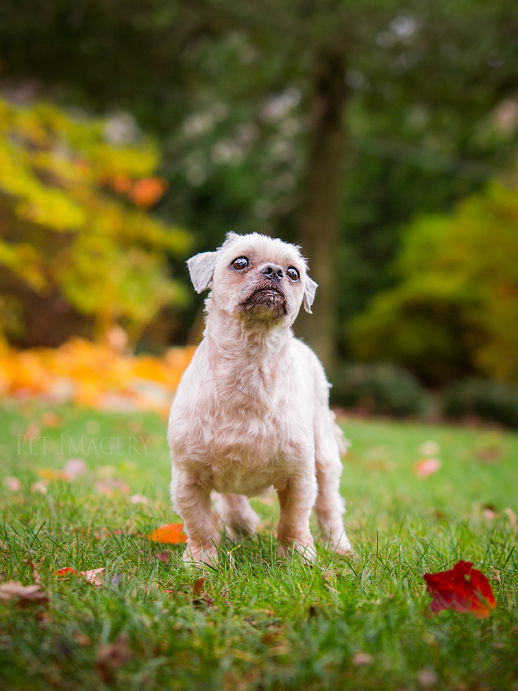best pet photography kaplan