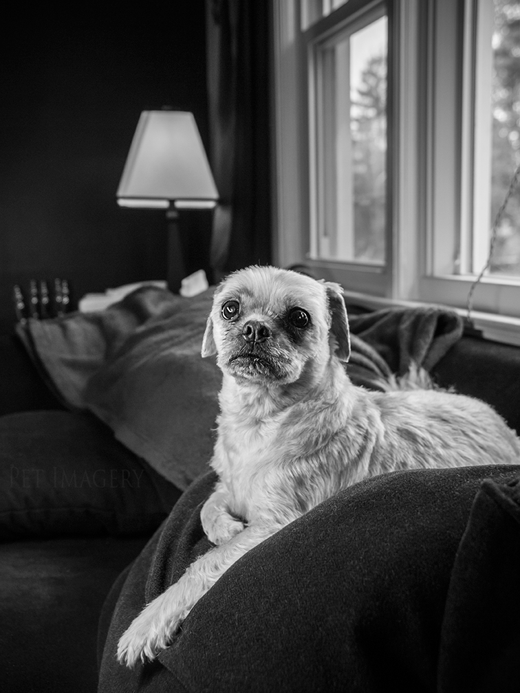 best pet photography kaplan