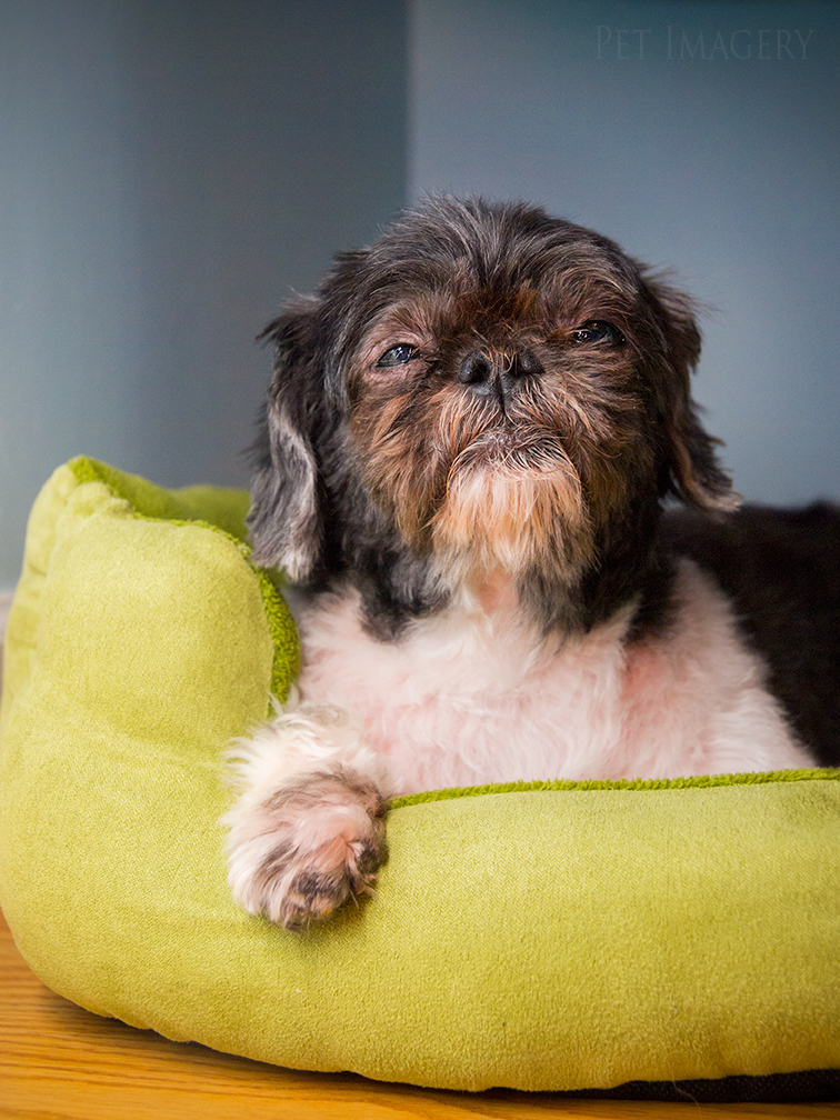 best pet photography kaplan