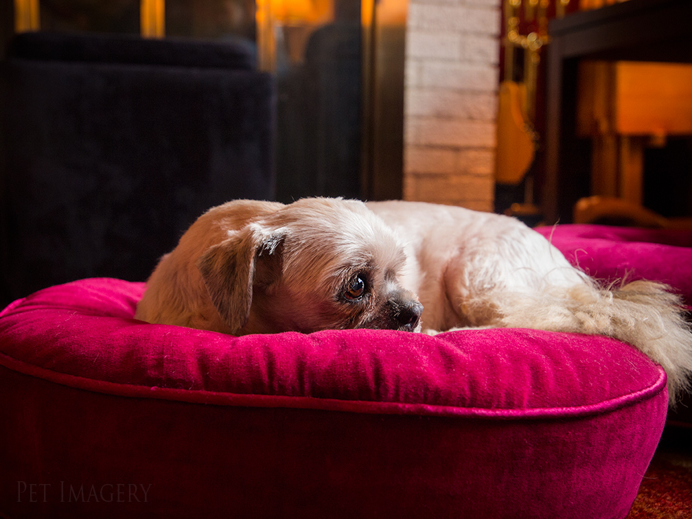 best pet photography kaplan