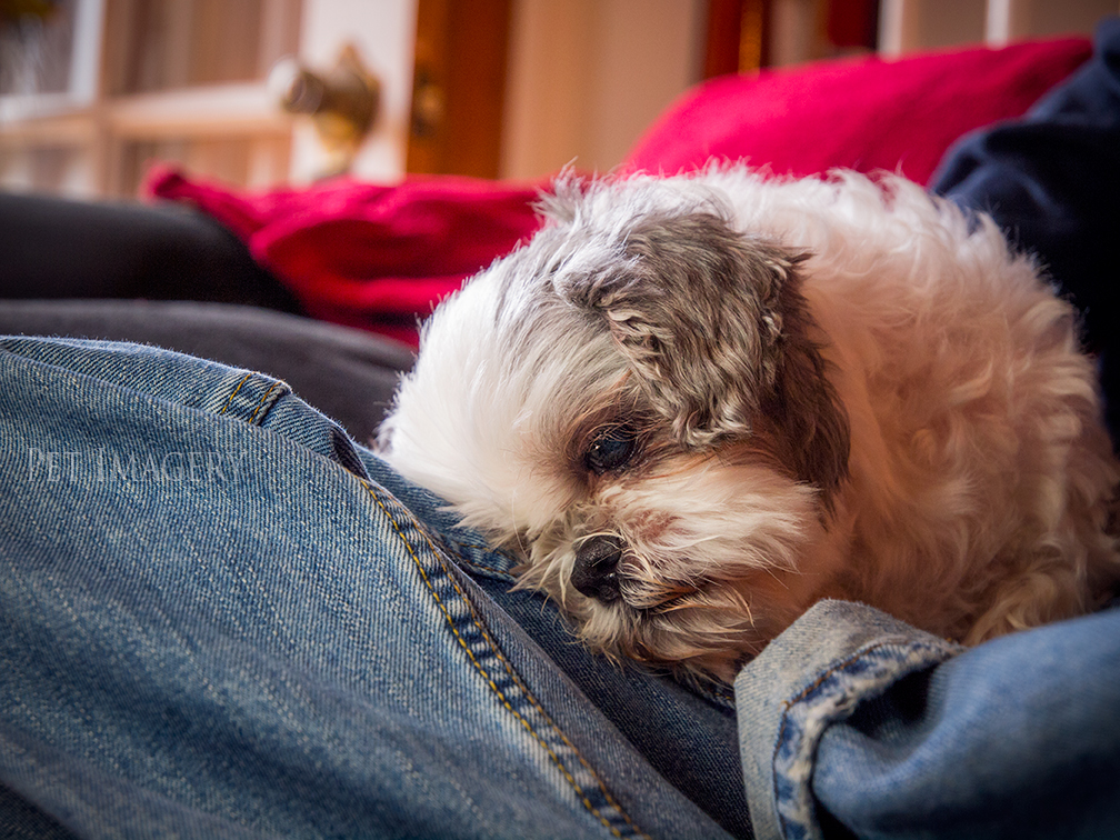 best pet photography kaplan