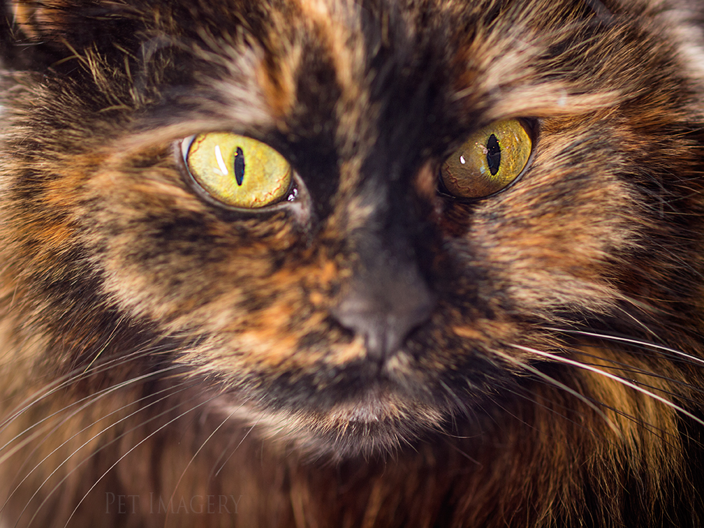 best pet photography cat kaplan