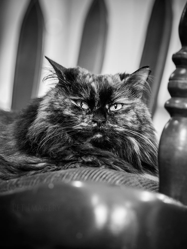 best pet photography cat kaplan