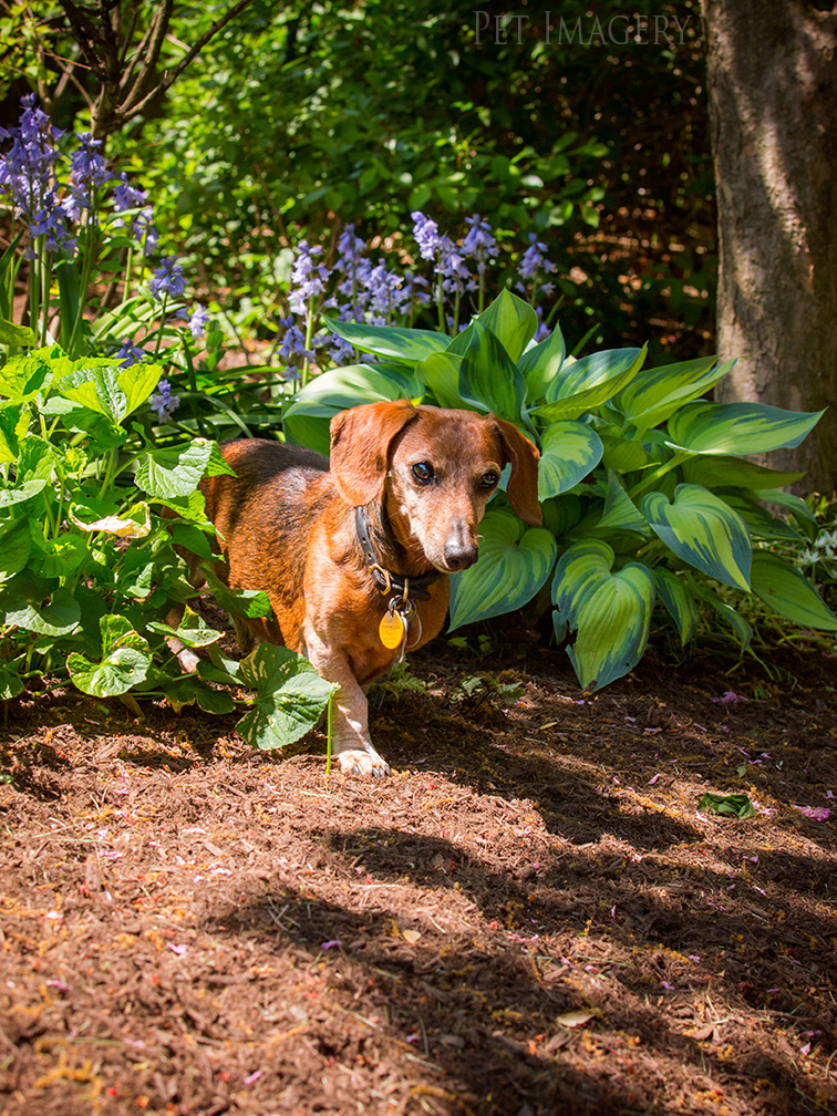 pet dogs photography dachshund
