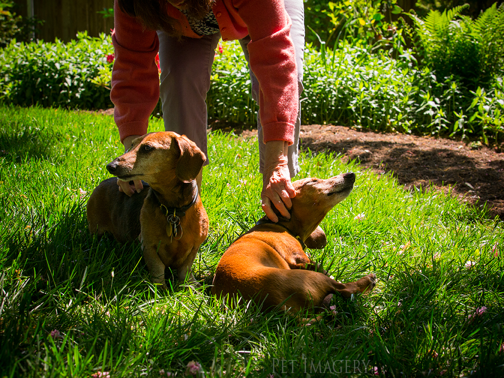 pet dogs photography dachshund