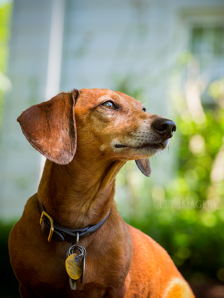 pet dogs photography dachshund