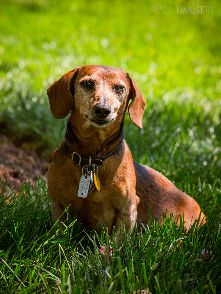 pet dogs photography dachshund