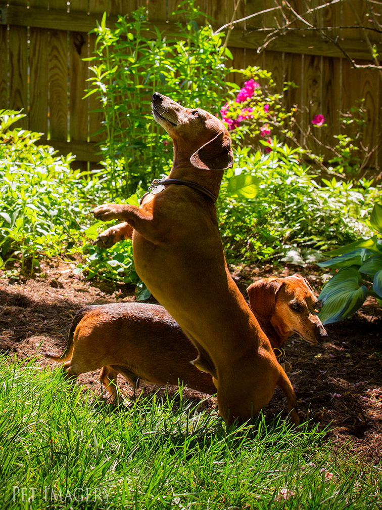 pet dogs photography dachshund
