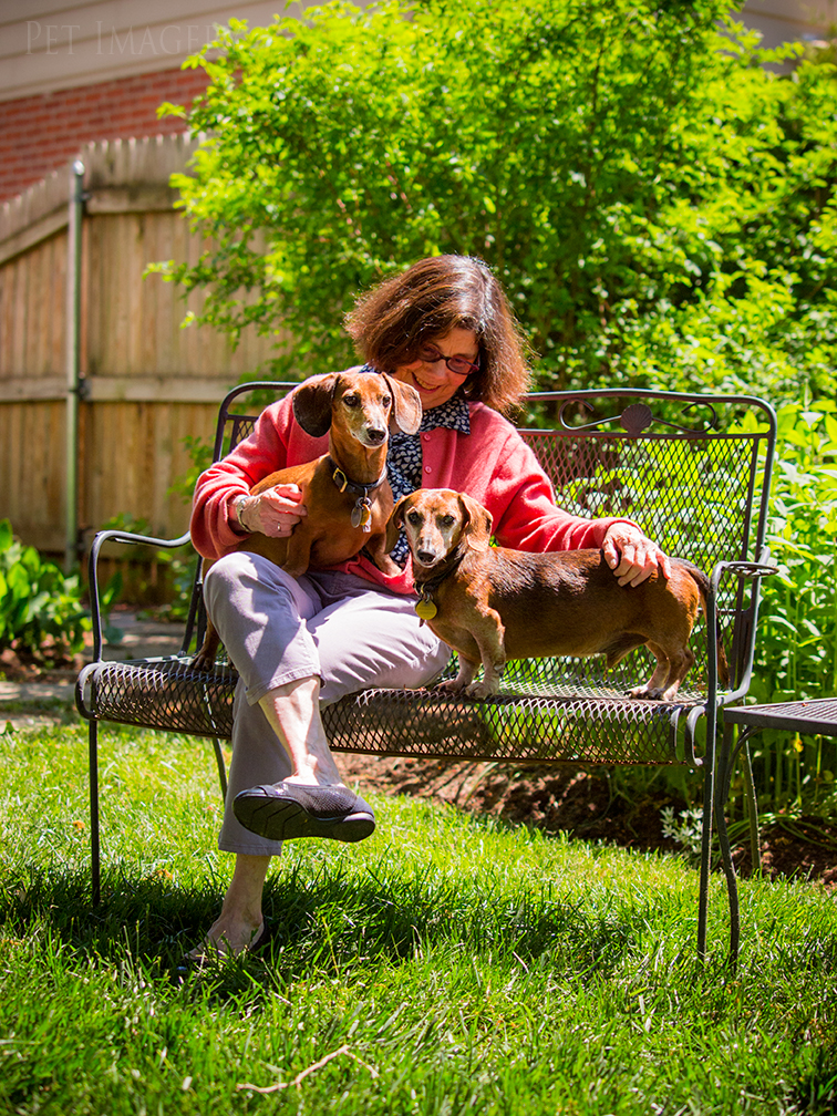 pet dogs photography dachshund