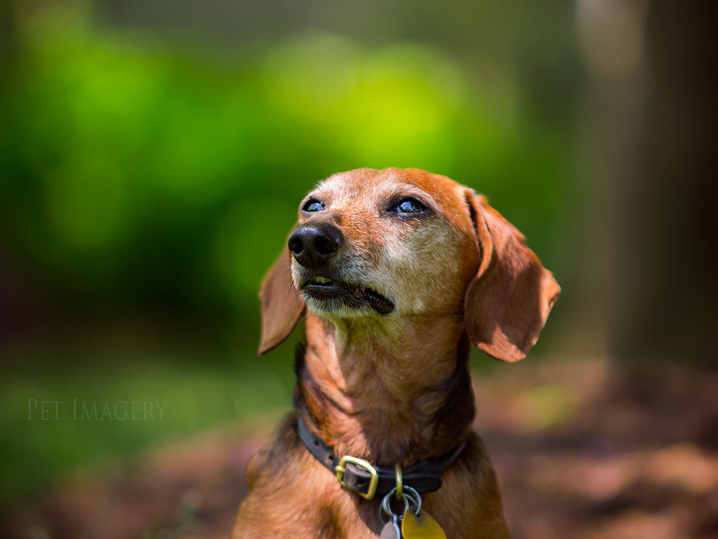 pet dogs photography dachshund