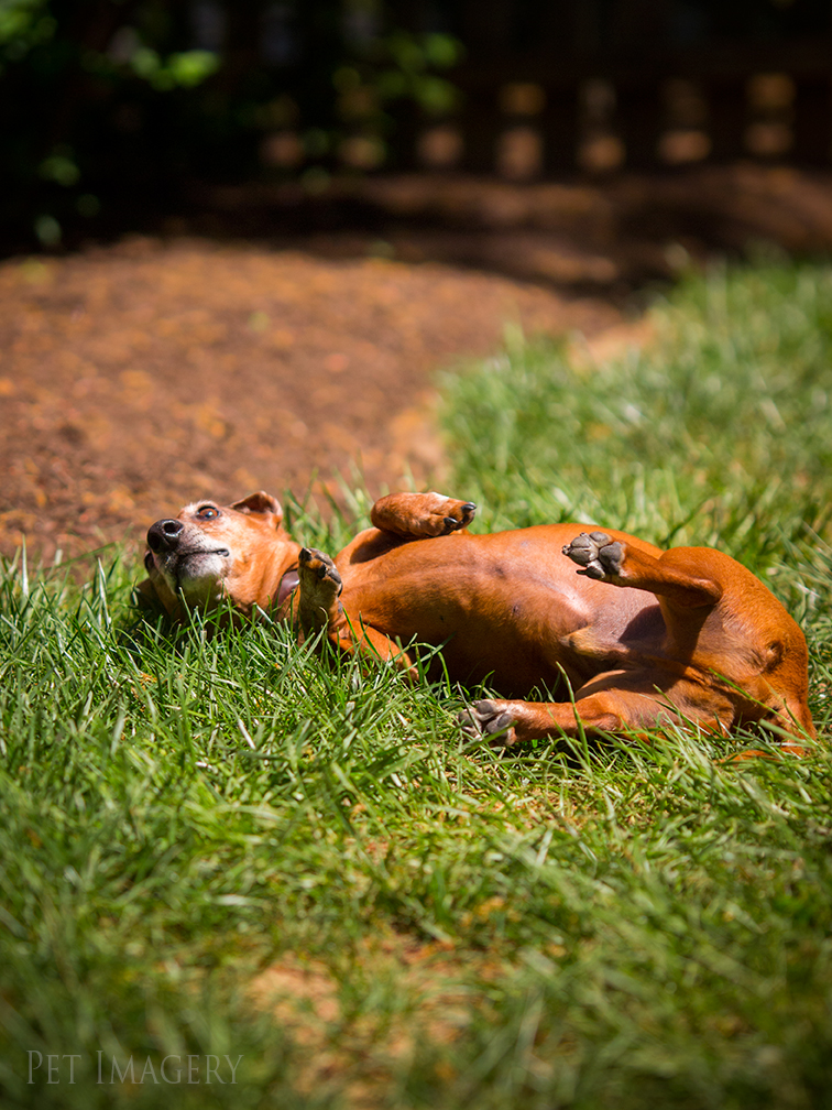 pet dogs photography dachshund