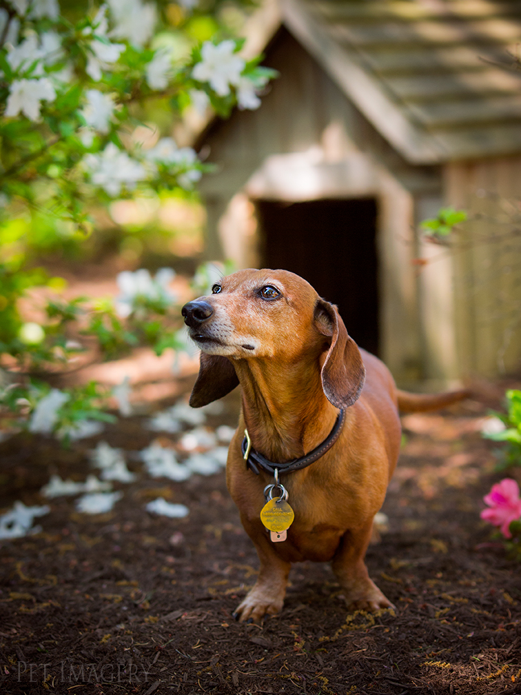 pet dogs photography dachshund