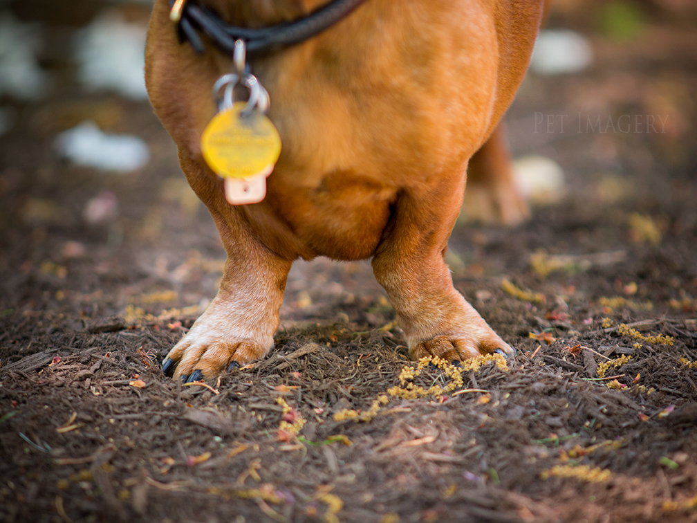 pet dogs photography dachshund